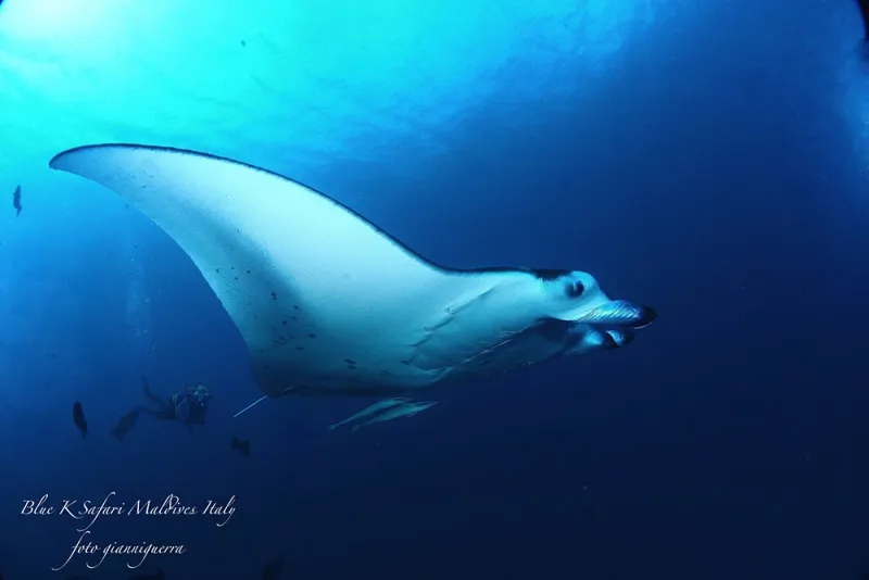 Il Blu