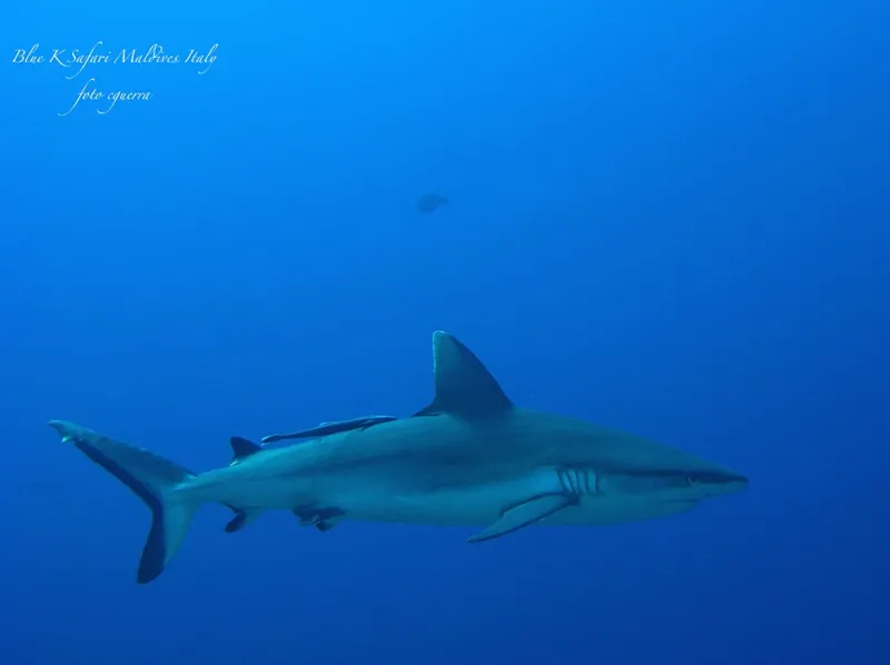 Il Blu