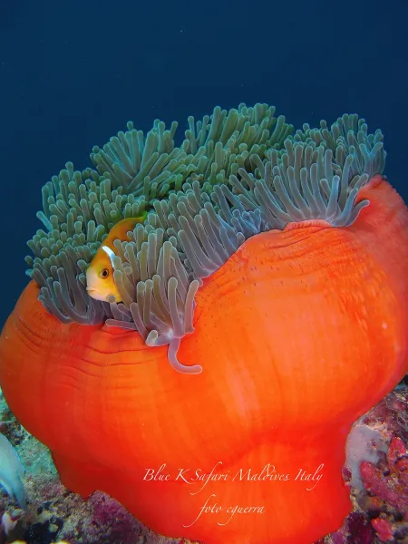 Il Reef