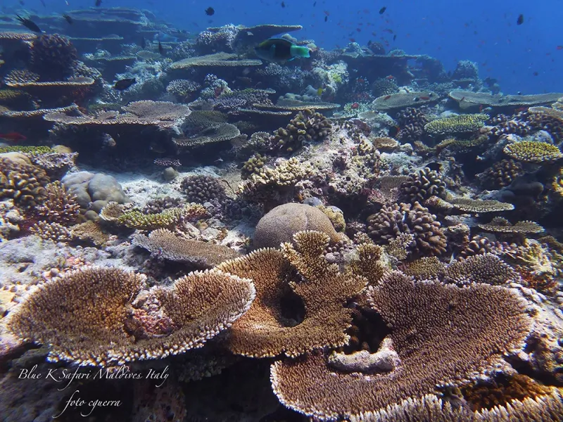 Il Reef