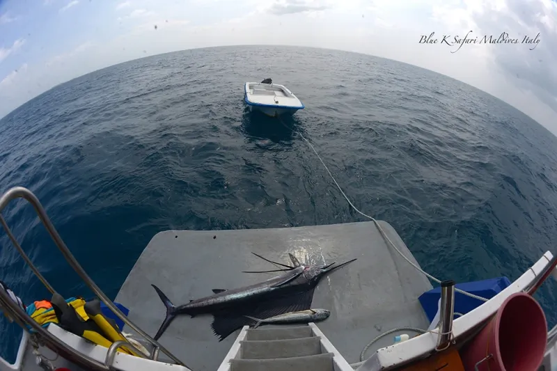 Pluripremiata Dolphin come Migliore Barca Fishing