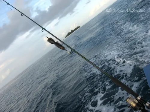 blue k safari maldives italy 1