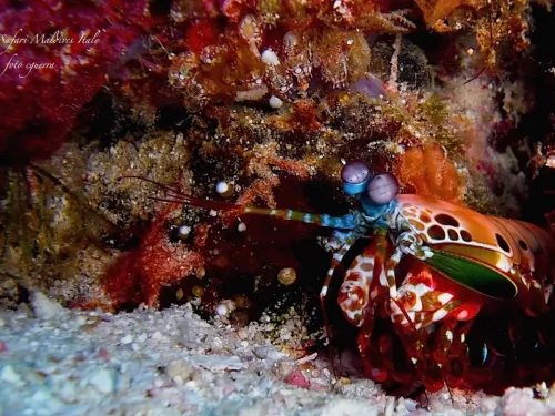 blue k safari maldives italy 1