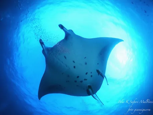 blue k safari maldives italy 1