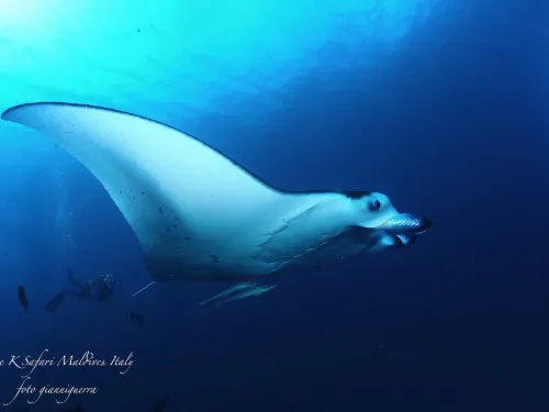blue k safari maldives italy 1