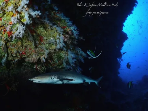 blue k safari maldives italy 1