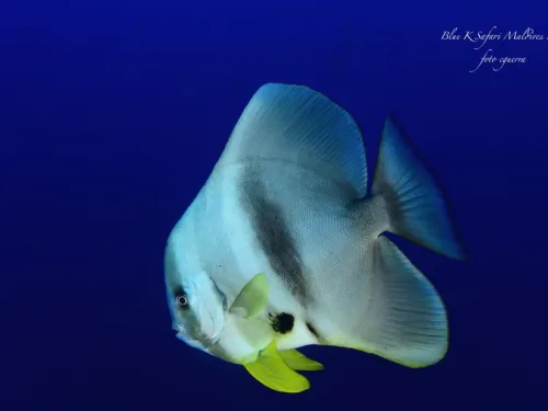 blue k safari maldives italy 1