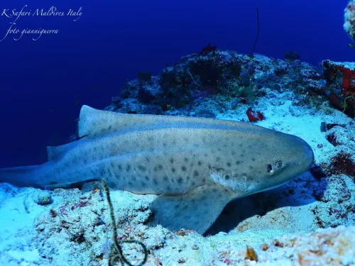 blue k safari maldives italy 1