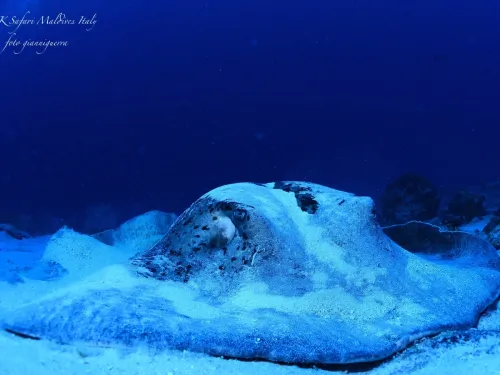 blue k safari maldives italy 1