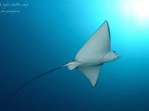 blue k safari maldives italy 1