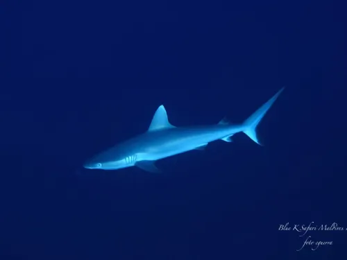 blue k safari maldives italy 1