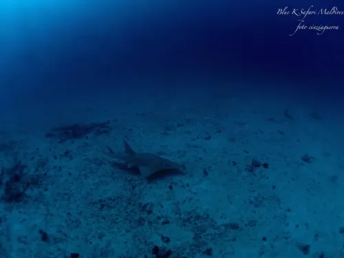 blue k safari maldives italy 1