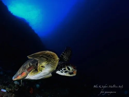 blue k safari maldives italy 1
