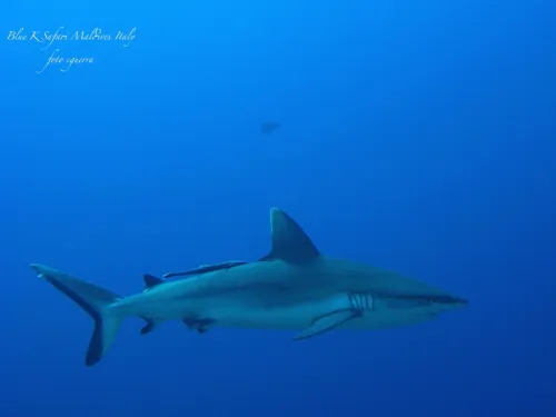blue k safari maldives italy 1