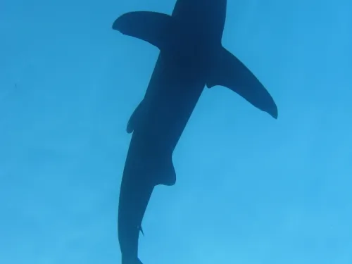 blue k safari maldives italy 1