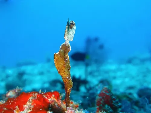 blue k safari maldives italy 1