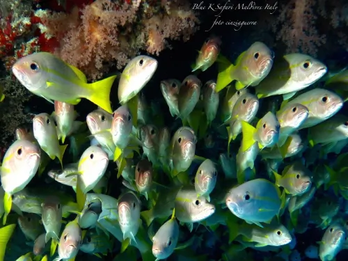 blue k safari maldives italy 1