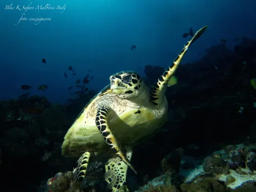 blue k safari maldives italy 1