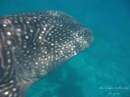 blue k safari maldives italy 1