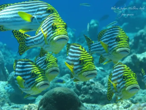 blue k safari maldives italy 1