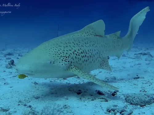 blue k safari maldives italy 1