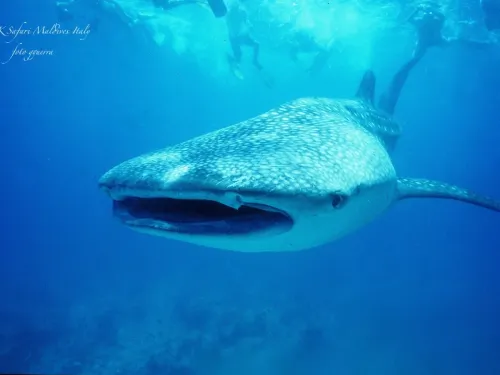 blue k safari maldives italy 1