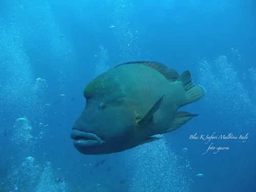blue k safari maldives italy 2