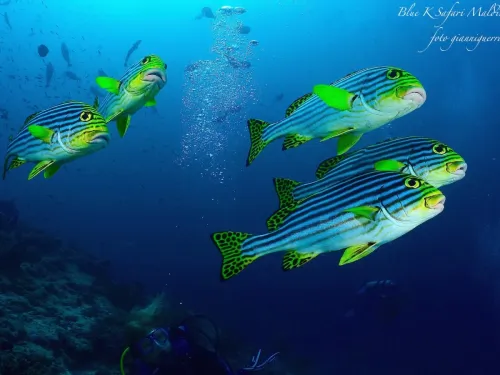 blue k safari maldives italy 2