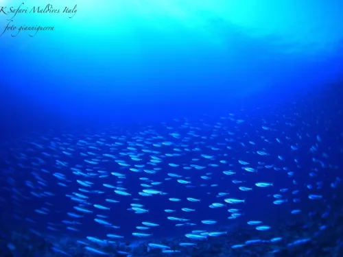 blue k safari maldives italy 2