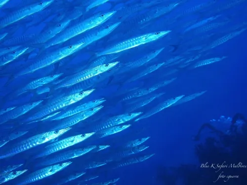 blue k safari maldives italy 2