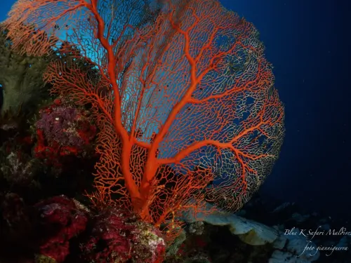 blue k safari maldives italy 2