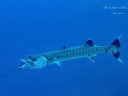 blue k safari maldives italy 2