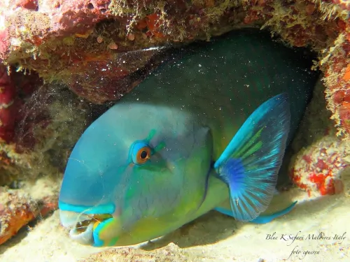 blue k safari maldives italy 2