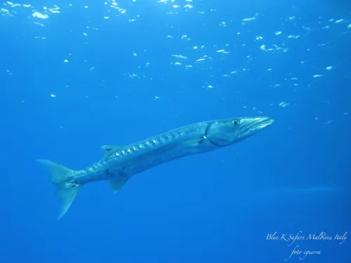 blue k safari maldives italy 2