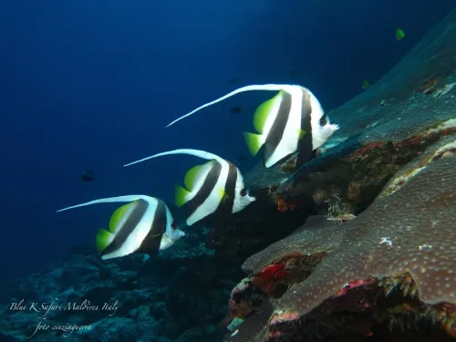 blue k safari maldives italy 2
