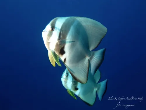 blue k safari maldives italy 2