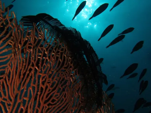 blue k safari maldives italy 2
