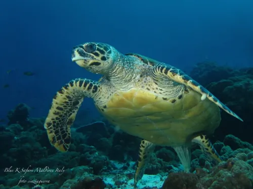 blue k safari maldives italy 2