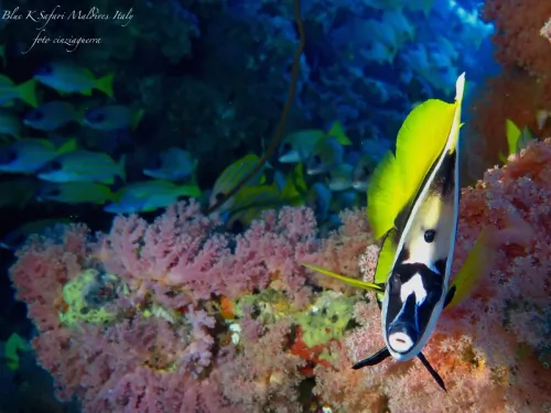 blue k safari maldives italy 2