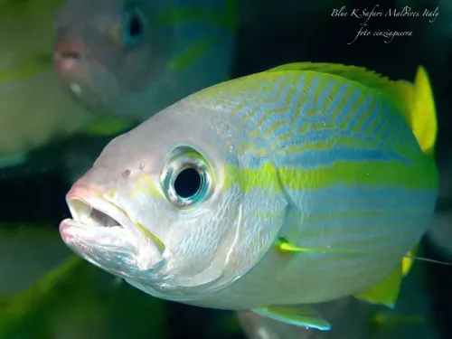 blue k safari maldives italy 2