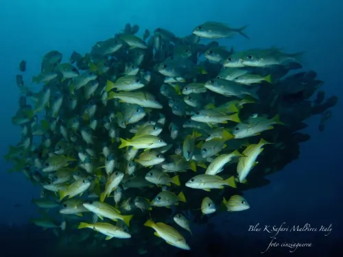 blue k safari maldives italy 2