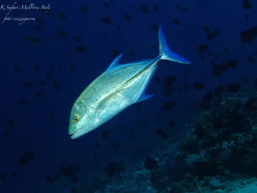 blue k safari maldives italy 2