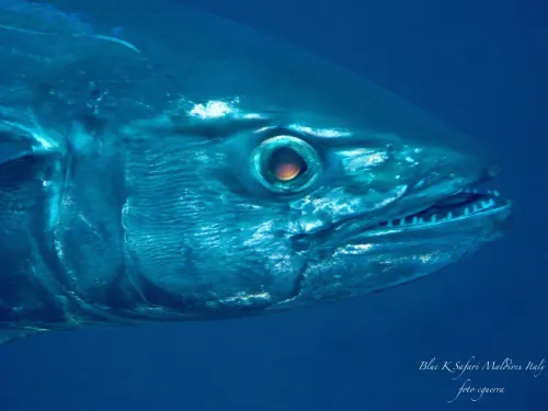 blue k safari maldives italy 2