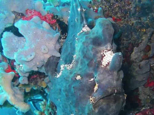 blue k safari maldives italy 2