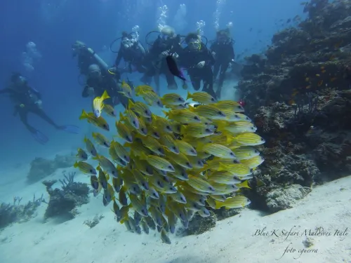 blue k safari maldives italy 2