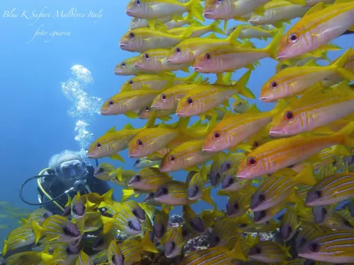 blue k safari maldives italy 2