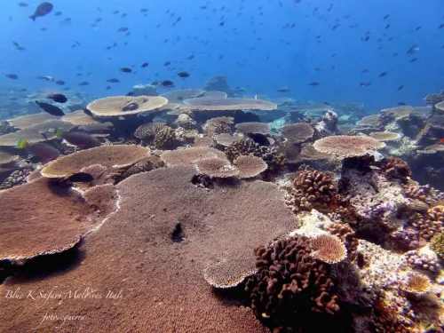 blue k safari maldives italy 2