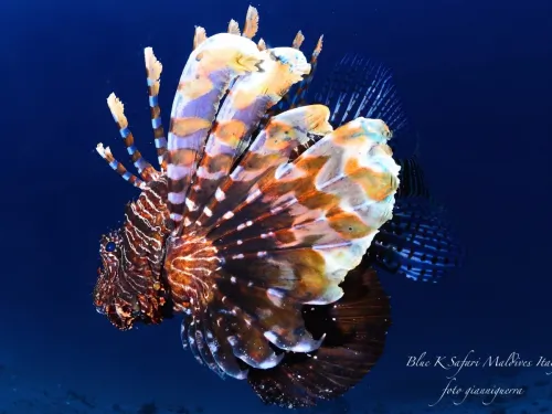 blue k safari maldives italy 3