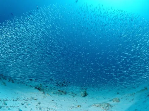 blue k safari maldives italy 3