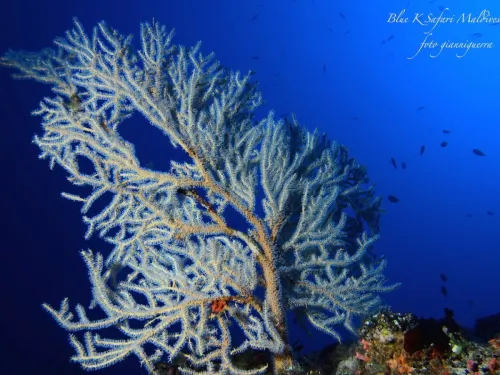 blue k safari maldives italy 3